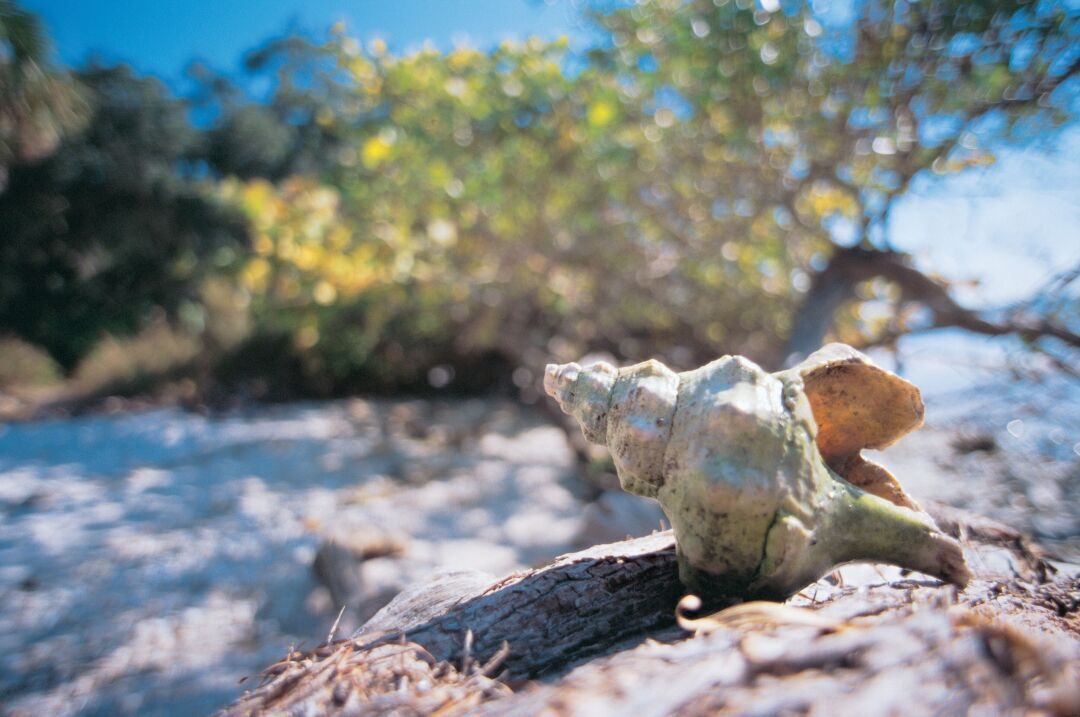 Emerson Point Preserve