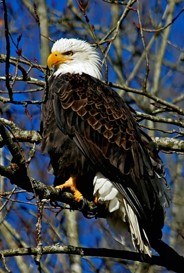 Eagle Resting in Tree