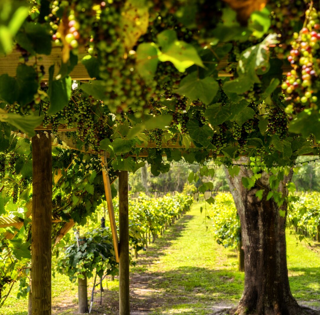 Manasota Vineyards