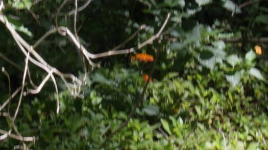 MVI_7623