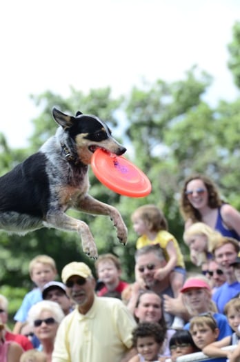 Bradenton Riverwalk Regatta