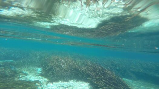 Florida's Adventure Coast, Weeki Wachee River Kayaking Underwater Footage