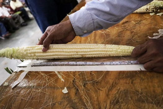 RNS-Corn-Festival09 081718