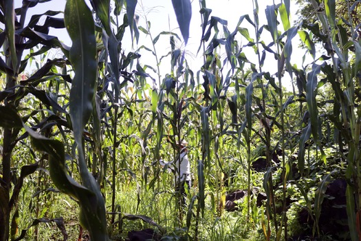 RNS-Corn-Festival01 081718