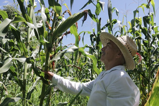RNS-Corn-Festival02 081718
