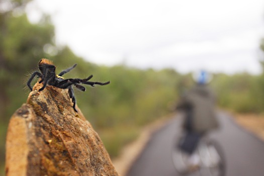 Bike Grand Canyon