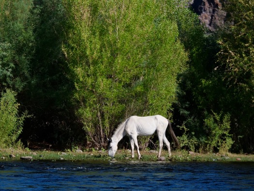 Lower Salt River