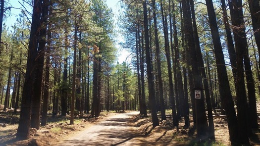 Road to Lava River Cave