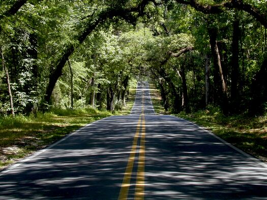 Canopied Roadway, Brooksville FS