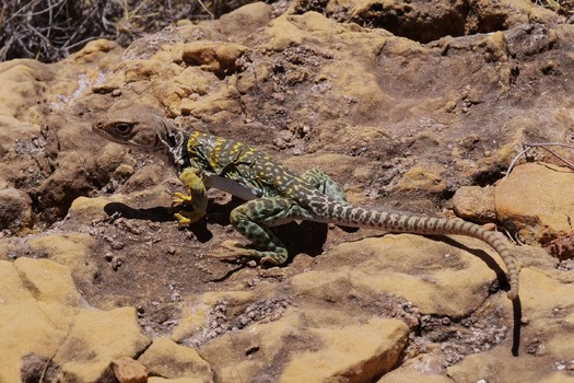 Wupatki National Monument