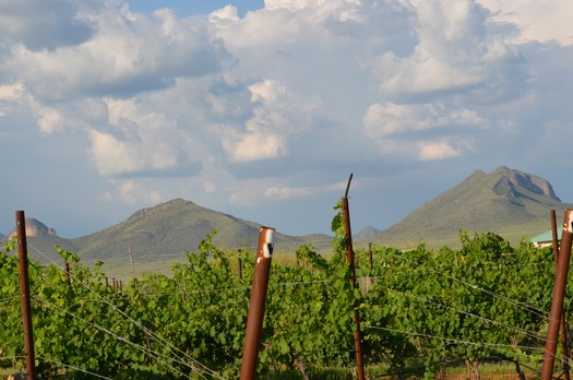 Kief-Joshua Vineyards