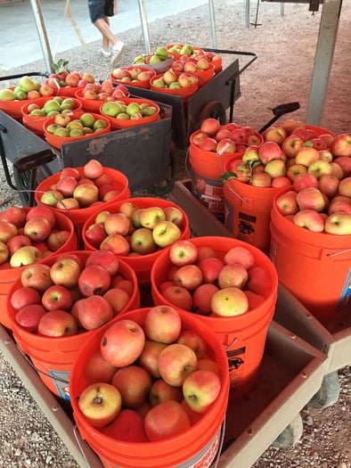 Apple Annie's Orchard