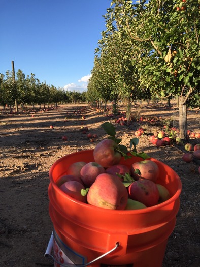 Apple Annie's Orchard