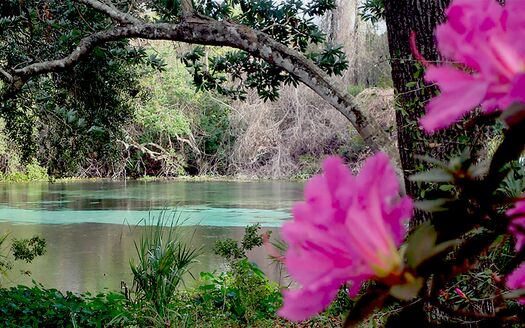 Weeki Wachee River, Weeki Wachee