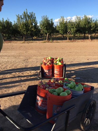 Apple Annie's Orchard