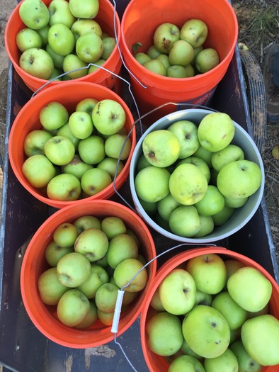 Apple Annie's Orchard