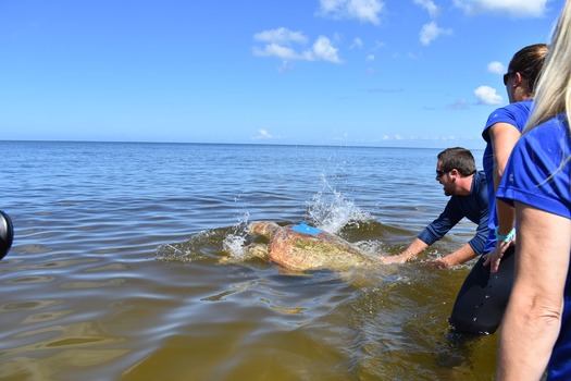 Loggerhead Sea Turtle Release - Mote Marine Team