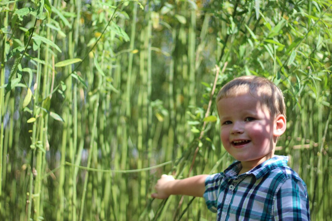 Child in Corn Maze; Sweetfields Farm