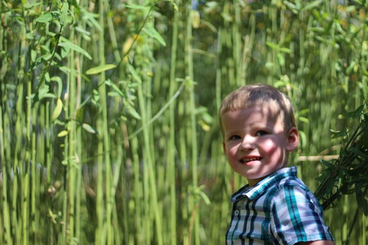 Child in Corn Maze