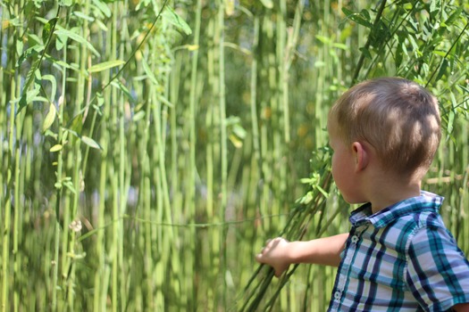 Child in Corn Maze