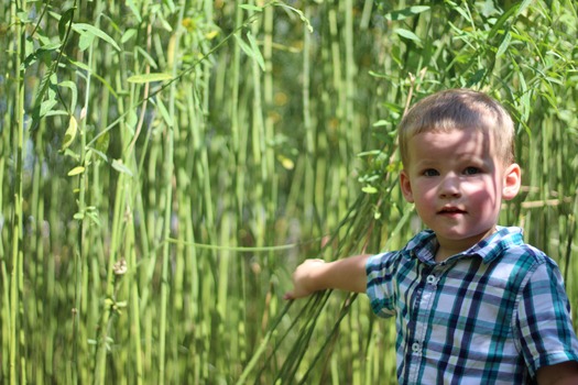 Child in Corn Maze