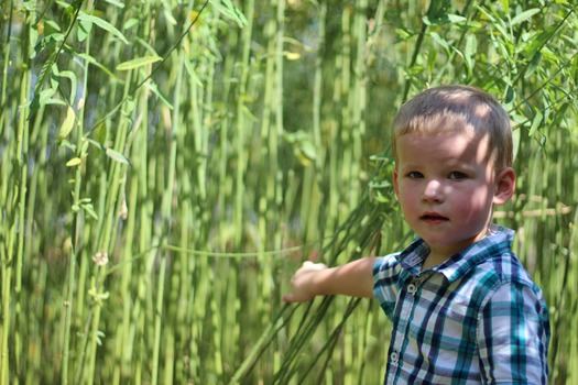 Child in Corn Maze