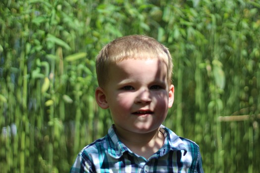 Child in Corn Maze