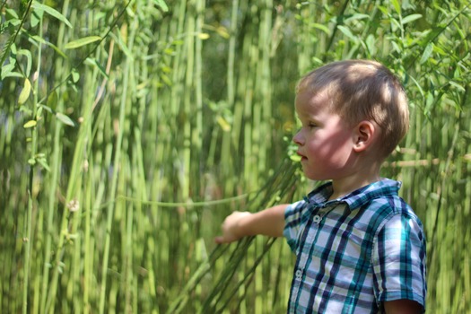 Child in Corn Maze