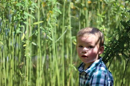 Child in Corn Maze