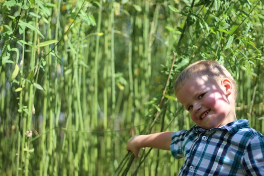 Child in Corn Maze