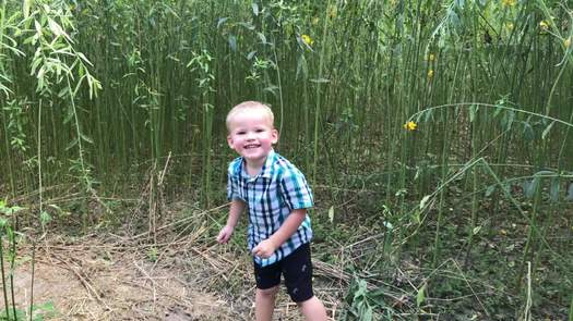 Child in Corn Maze