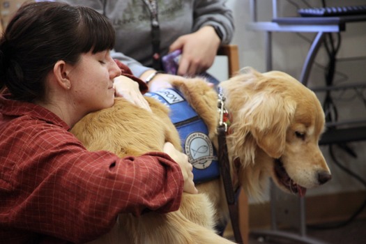 RNS-Comfort-Dogs4 111518