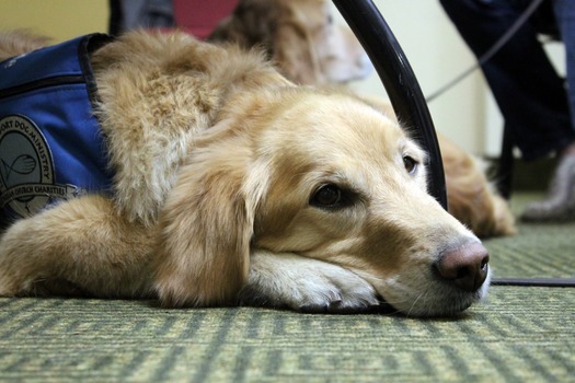 RNS-Comfort-Dogs1 111518