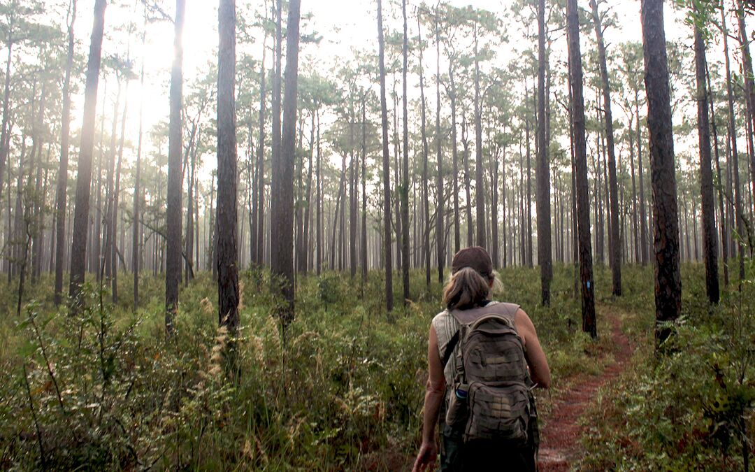 Hikee in Withlacoochee State Forest