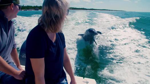 Dolphin Jumps in Boat Wake - B-Roll