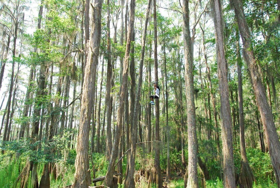 tallahassee museum zipline trees