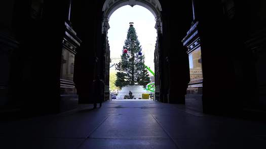 City Hall Christmas Tree