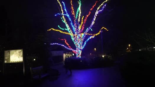 Longwood Gardens Holiday Lights