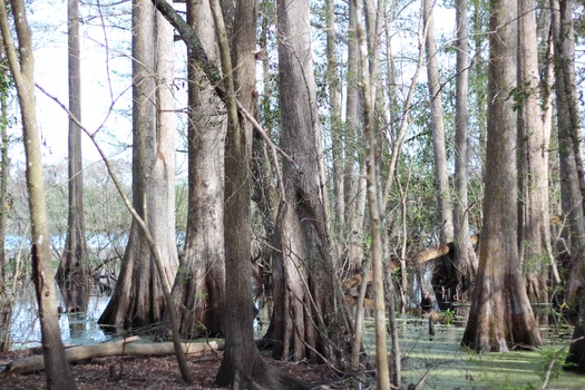 Withlacoochee State Forest/Trail