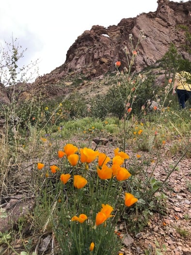 Organ Pipe Cactus National Monument