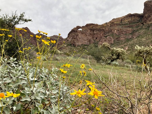 Organ Pipe Cactus National Monument