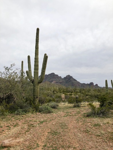 Organ Pipe Cactus National Monument