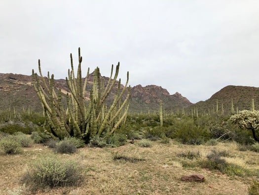 Organ Pipe Cactus National Monument