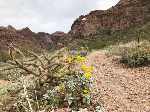 Organ Pipe Cactus National Monument