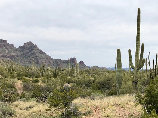 Organ Pipe Cactus National Monument