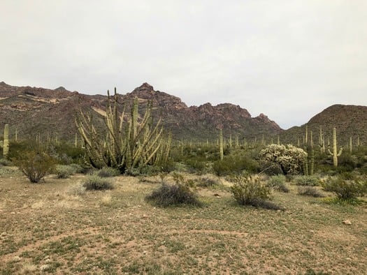 Organ Pipe Cactus National Monument