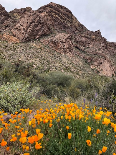 Organ Pipe Cactus National Monument