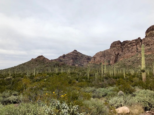 Organ Pipe Cactus National Monument