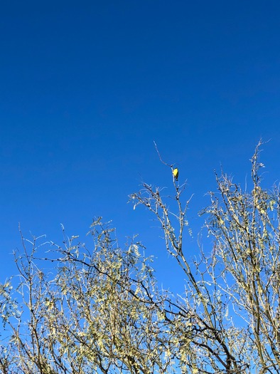 Sonoran Desert Inn