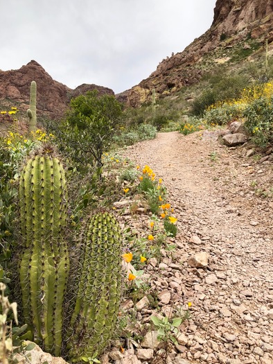 Organ Pipe Cactus National Monument